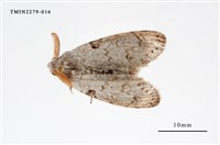 藏品(波麗毒蛾)的圖片